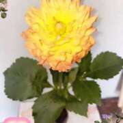 ヒメ日記 2026/03/13 04:09 投稿 しずか 鹿児島ちゃんこ霧島店