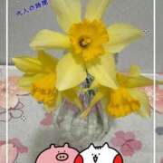 ヒメ日記 2026/03/20 00:09 投稿 しずか 鹿児島ちゃんこ霧島店