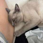 ヒメ日記 2025/09/06 11:15 投稿 つばき コルドンブルー