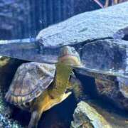 ヒメ日記 2025/09/07 16:55 投稿 つばき コルドンブルー