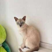 ヒメ日記 2025/09/13 17:45 投稿 つばき コルドンブルー