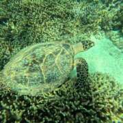 ヒメ日記 2025/10/07 18:35 投稿 つばき コルドンブルー