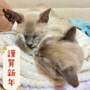 つばき 🎍あけましておめでとうございます🎍 コルドンブルー