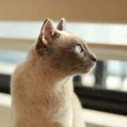 ヒメ日記 2026/01/24 18:55 投稿 つばき コルドンブルー