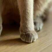 ヒメ日記 2026/02/04 19:55 投稿 つばき コルドンブルー