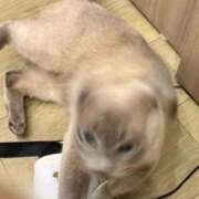 ヒメ日記 2026/02/18 10:45 投稿 つばき コルドンブルー