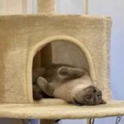 つばき 💚 コルドンブルー