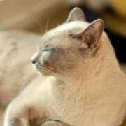 ヒメ日記 2026/03/06 18:25 投稿 つばき コルドンブルー