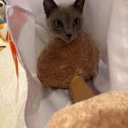 ヒメ日記 2026/03/18 10:55 投稿 つばき コルドンブルー