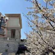 ヒメ日記 2026/03/29 10:45 投稿 つばき コルドンブルー