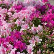 ヒメ日記 2025/12/11 16:11 投稿 ひろ エディーズ