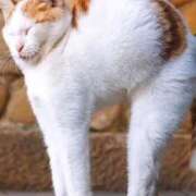 ヒメ日記 2025/10/19 14:33 投稿 カレン クラブKG