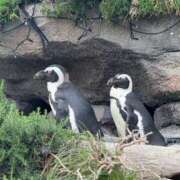 ヒメ日記 2025/06/15 04:27 投稿 渚白（なぎさ・はく） ニューハーフヘルス シーメールレジェンド 横浜店