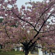 ヒメ日記 2025/03/15 22:28 投稿 ことは 錦糸町人妻セレブリティ（ユメオト）