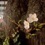 ヒメ日記 2025/03/27 18:02 投稿 ことは 錦糸町人妻セレブリティ（ユメオト）