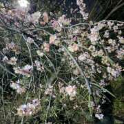 ヒメ日記 2026/02/18 22:33 投稿 ことは 錦糸町人妻セレブリティ（ユメオト）