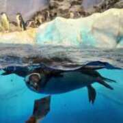 ヒメ日記 2025/01/07 19:04 投稿 ライム ダイスキ