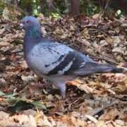 ヒメ日記 2025/04/03 12:33 投稿 ライム ダイスキ