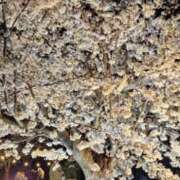 ヒメ日記 2025/04/04 10:48 投稿 ライム ダイスキ