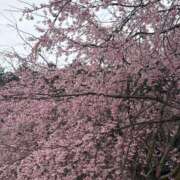 ヒメ日記 2026/03/26 10:10 投稿 ライム ダイスキ