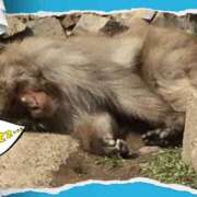 ヒメ日記 2025/11/04 00:16 投稿 恋（れん） ニューヨークニューヨーク