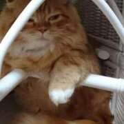 ヒメ日記 2025/01/16 13:18 投稿 ゆきな 奥様電車