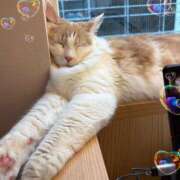 ヒメ日記 2026/01/27 14:46 投稿 『　妃菜・ひな　』♡E Fancy～ファンシー～