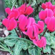 ヒメ日記 2024/12/13 10:04 投稿 牧和泉 五十路マダムエクスプレス横浜店（カサブランカグループ）