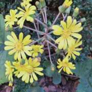 ヒメ日記 2024/12/21 10:20 投稿 牧和泉 五十路マダムエクスプレス横浜店（カサブランカグループ）