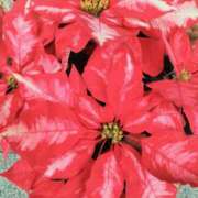 ヒメ日記 2024/12/25 14:14 投稿 牧和泉 五十路マダムエクスプレス横浜店（カサブランカグループ）