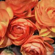 ヒメ日記 2025/02/13 15:30 投稿 牧和泉 五十路マダムエクスプレス横浜店（カサブランカグループ）