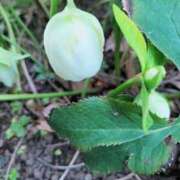 ヒメ日記 2025/03/02 15:30 投稿 牧和泉 五十路マダムエクスプレス横浜店（カサブランカグループ）