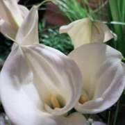 牧和泉 お元気ですか 五十路マダムエクスプレス横浜店（カサブランカグループ）