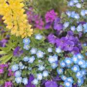 牧和泉 出勤します 五十路マダムエクスプレス横浜店（カサブランカグループ）