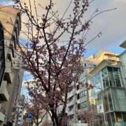 ヒメ日記 2025/03/18 18:34 投稿 湯川 真菜 人妻セレブ宮殿