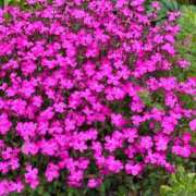 ヒメ日記 2025/04/03 07:30 投稿 湯川 真菜 人妻セレブ宮殿