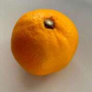 ヒメ日記 2025/10/08 19:01 投稿 湯川 真菜 人妻セレブ宮殿