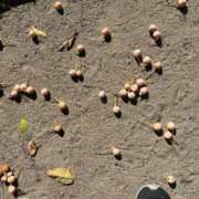 ヒメ日記 2025/10/15 19:00 投稿 湯川 真菜 人妻セレブ宮殿