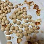 ヒメ日記 2025/11/10 19:00 投稿 湯川 真菜 人妻セレブ宮殿