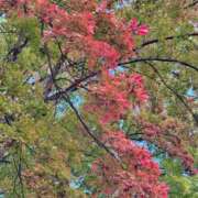 ヒメ日記 2025/11/20 19:00 投稿 湯川 真菜 人妻セレブ宮殿