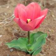 ヒメ日記 2026/03/29 18:08 投稿 みほ 脱がされたい人妻 成田店