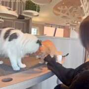 ヒメ日記 2026/08/26 16:04 投稿 チナ ドMなバニーちゃん大宮店