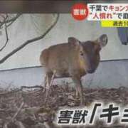 ヒメ日記 2025/12/28 13:37 投稿 らんか 木更津人妻花壇