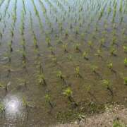 ヒメ日記 2025/06/25 02:00 投稿 白木　愛 セレブ嬉野