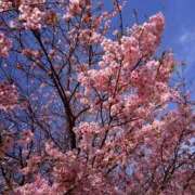 ヒメ日記 2026/03/29 06:46 投稿 白木　愛 セレブ嬉野