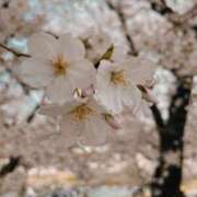 ヒメ日記 2025/03/18 21:30 投稿 ふわり ダイスキ