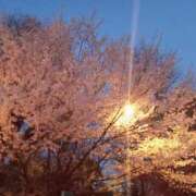 ヒメ日記 2025/04/09 09:49 投稿 あい 尻舐め女