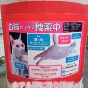 ヒメ日記 2025/06/11 08:08 投稿 あい 尻舐め女