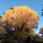 ヒメ日記 2025/11/24 18:49 投稿 あい 尻舐め女