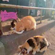 ヒメ日記 2026/02/04 23:20 投稿 あい 尻舐め女